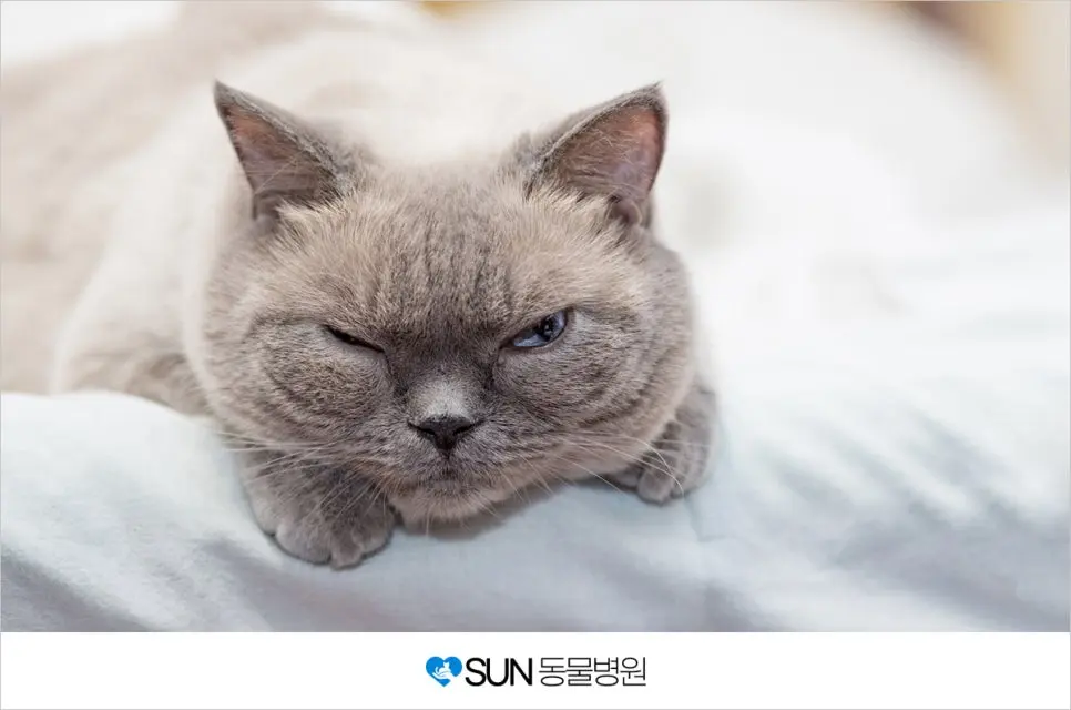 고양이 열사병을 아시나요?!