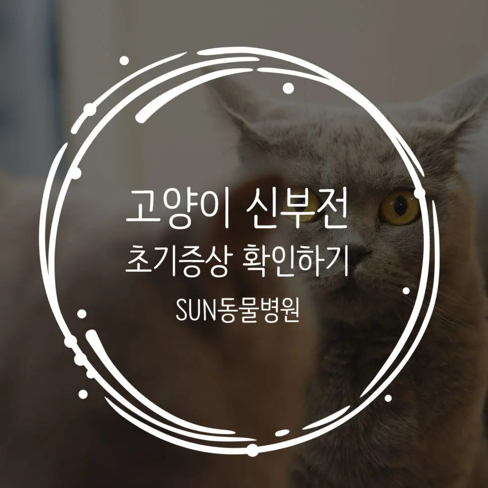 고양이 신부전 초기 증상, 놓치기 쉬운 변화 체크리스트