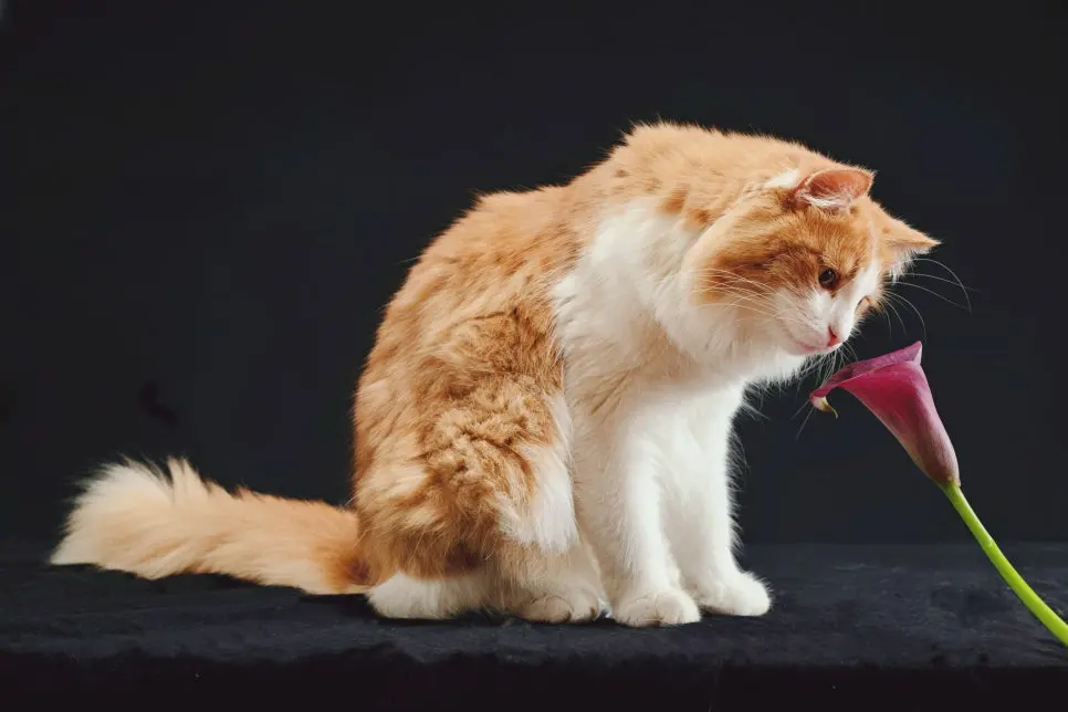 고양이 신부전 초기 증상, 놓치기 쉬운 변화 체크리스트