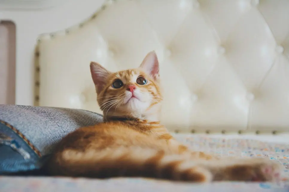 고양이 신부전 초기 증상, 놓치기 쉬운 변화 체크리스트