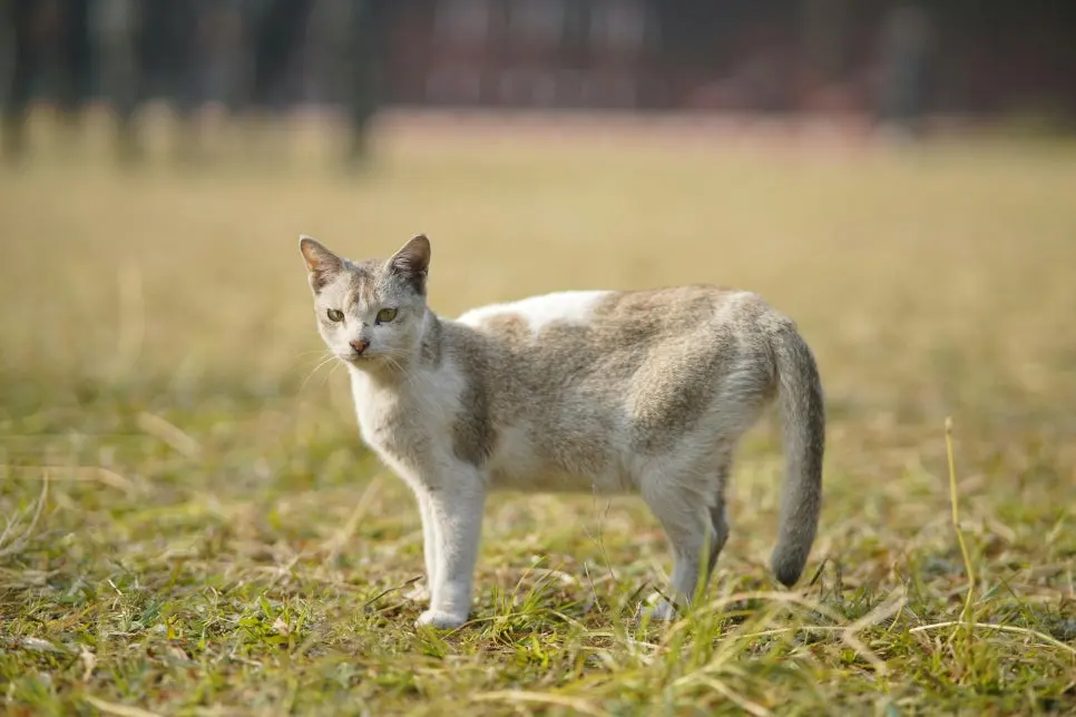 고양이 하부요로질환 지나치면 안 되는 이유
