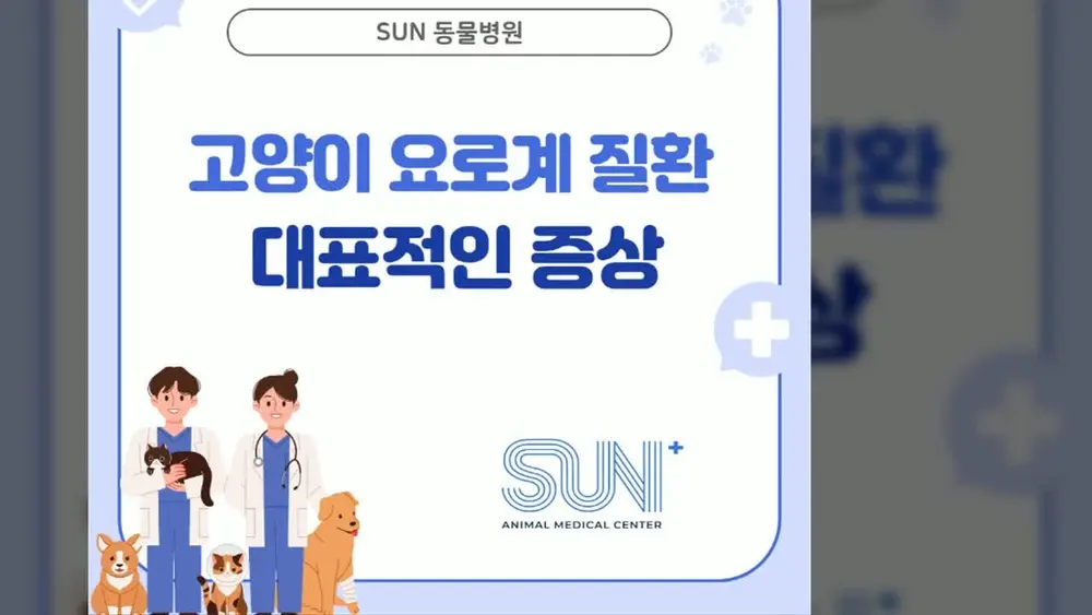 고양이 하부요로질환 지나치면 안 되는 이유 영상