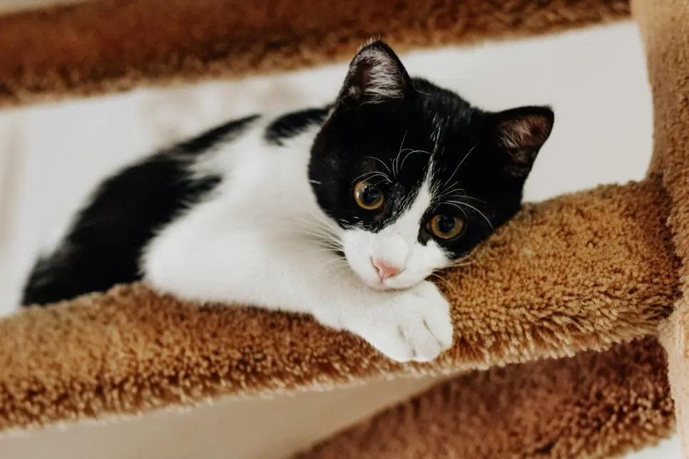 고양이 하부요로질환 지나치면 안 되는 이유