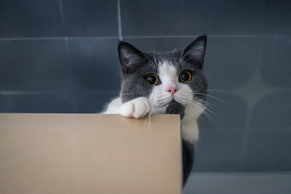고양이 하부요로질환 지나치면 안 되는 이유