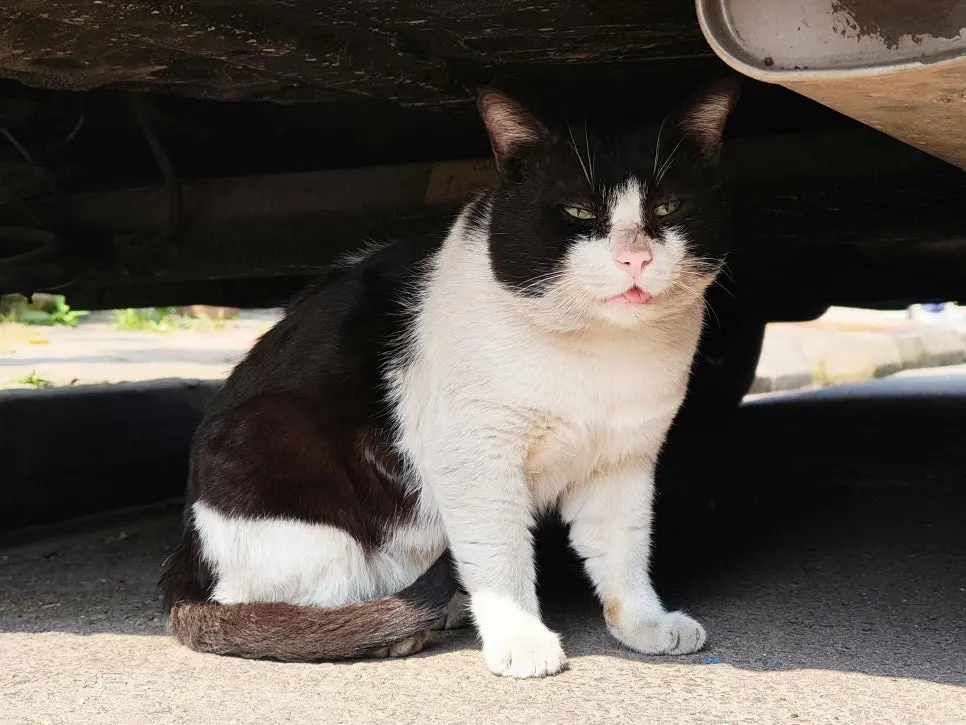고양이 하부요로질환 지나치면 안 되는 이유