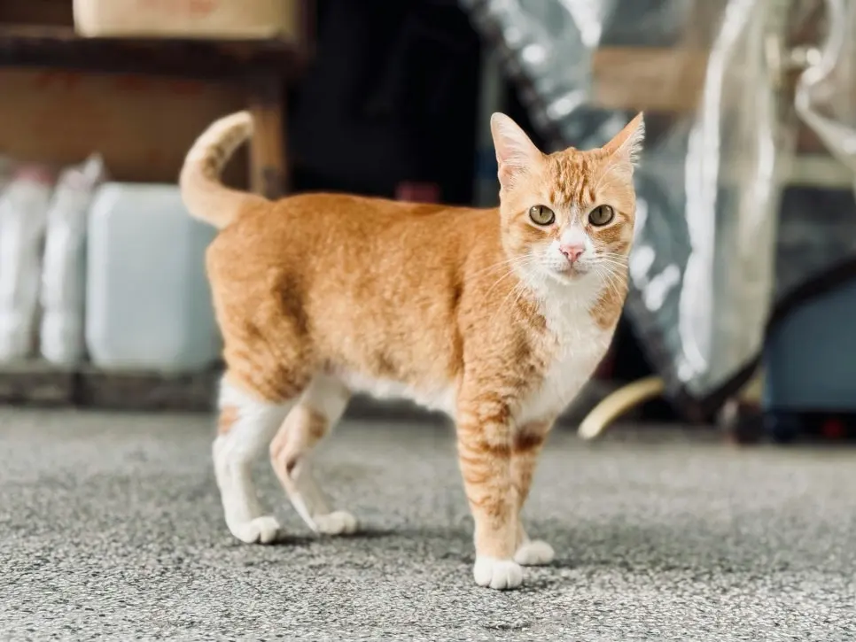 고양이 하부요로질환 지나치면 안 되는 이유