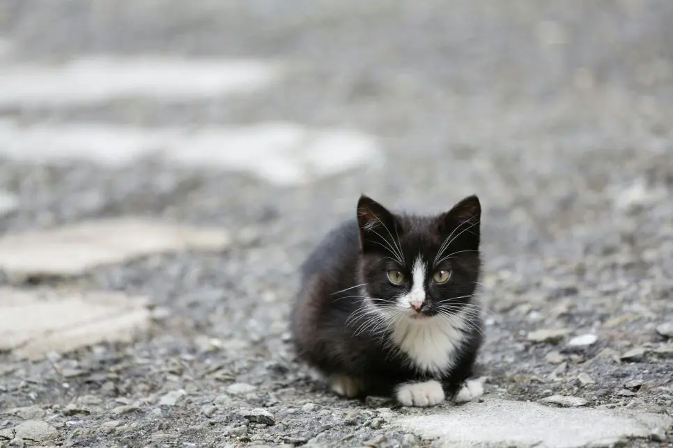 고양이 하부요로질환 지나치면 안 되는 이유
