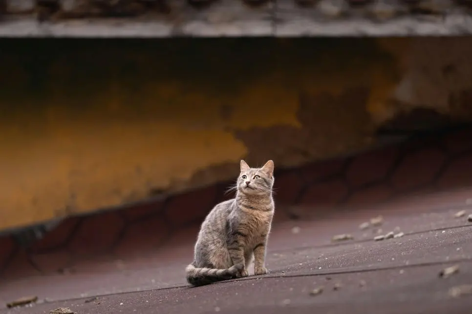 고양이 하부요로질환 지나치면 안 되는 이유