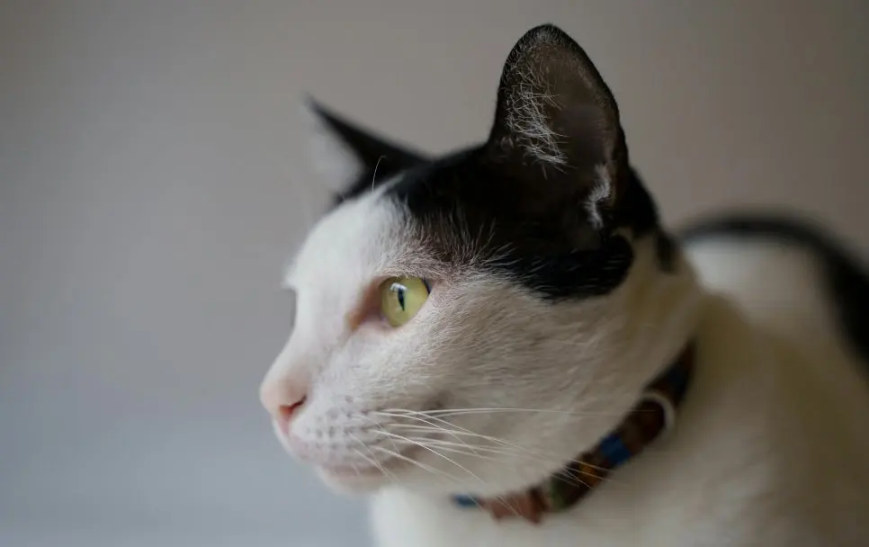 고양이 하부요로질환 지나치면 안 되는 이유