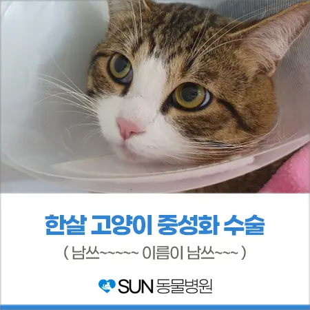 1살 남아 고양이 중성화 수술