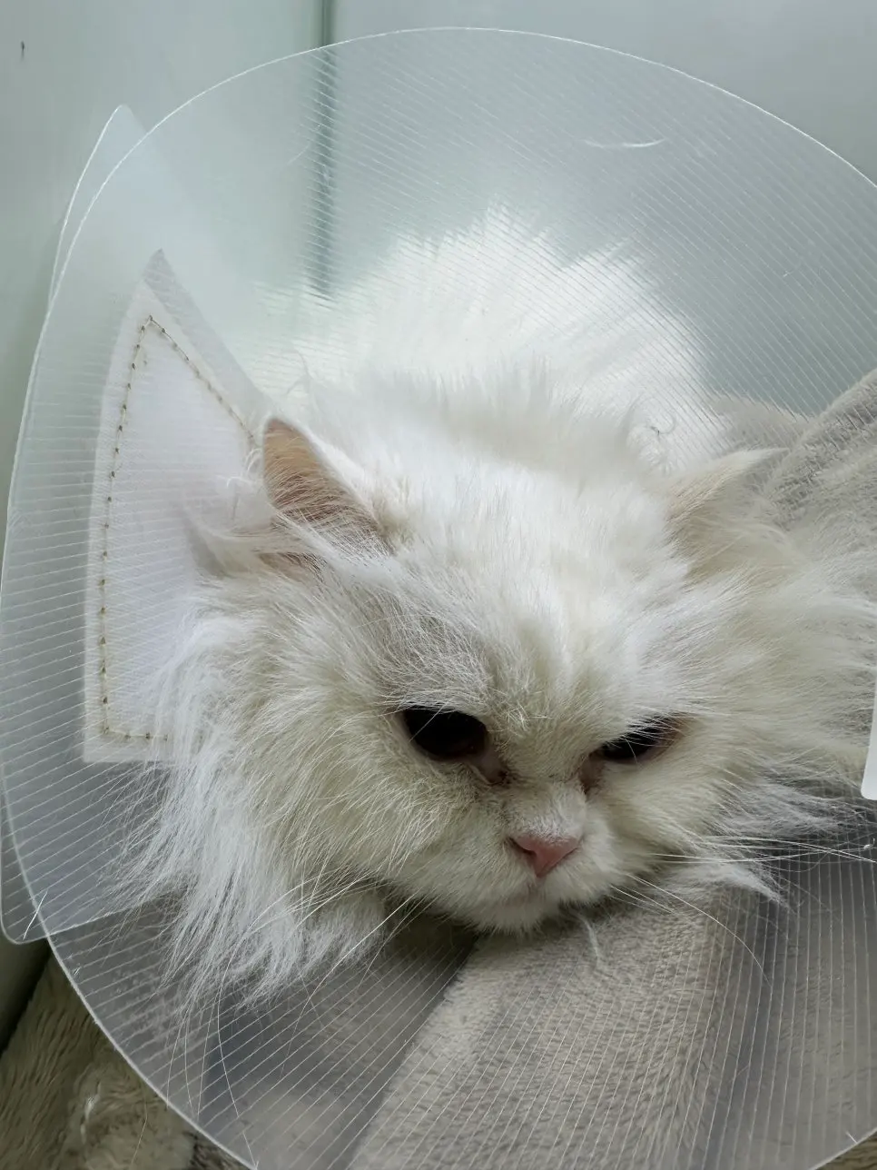 14살 고양이 유선종양 전적출 수술했어요