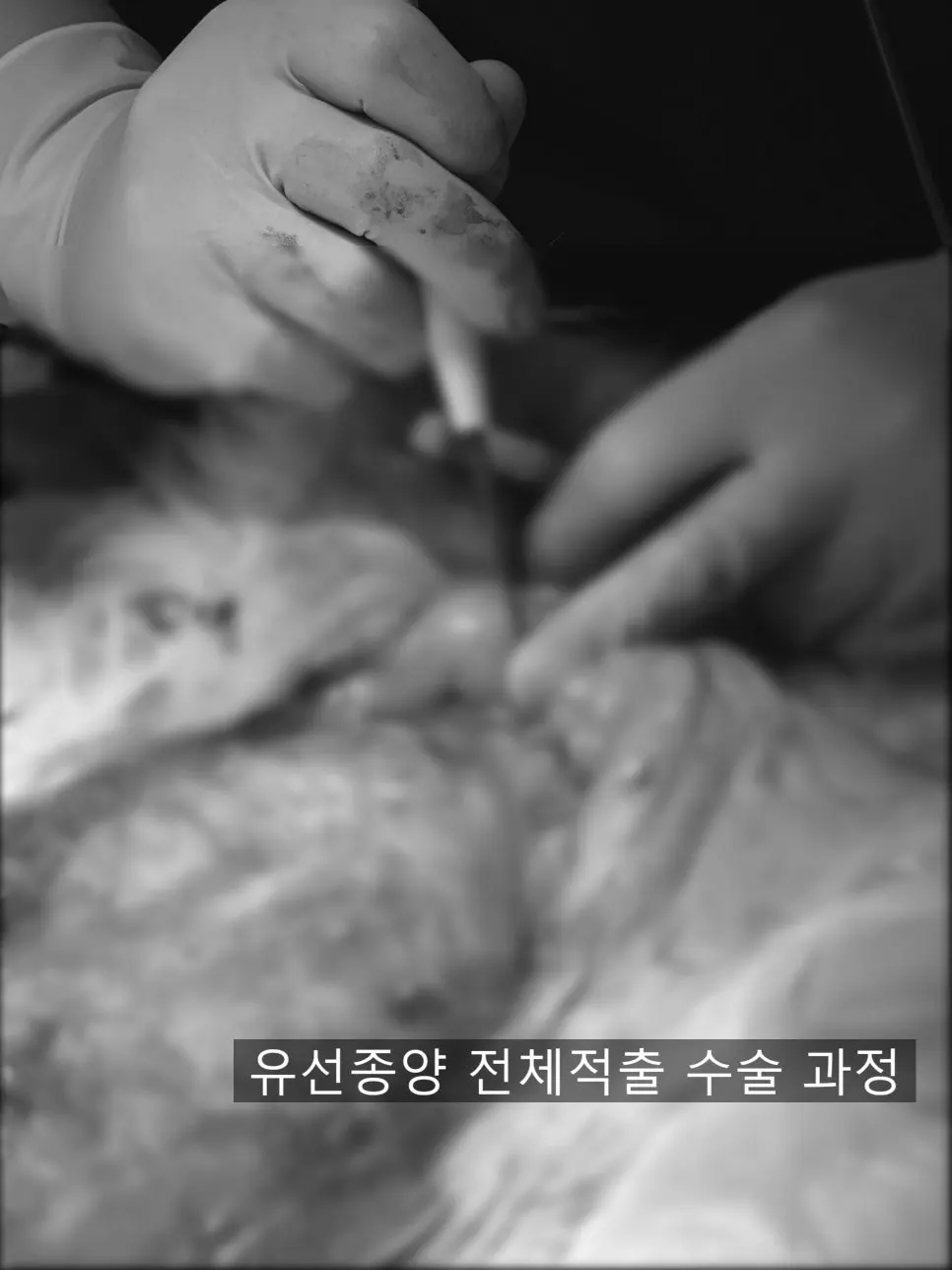 14살 고양이 유선종양 전적출 수술했어요