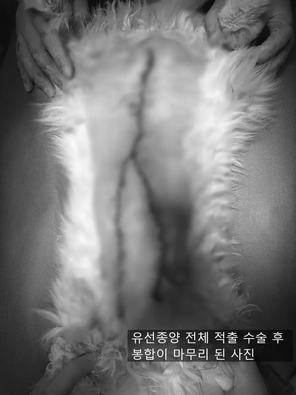 14살 고양이 유선종양 전적출 수술했어요
