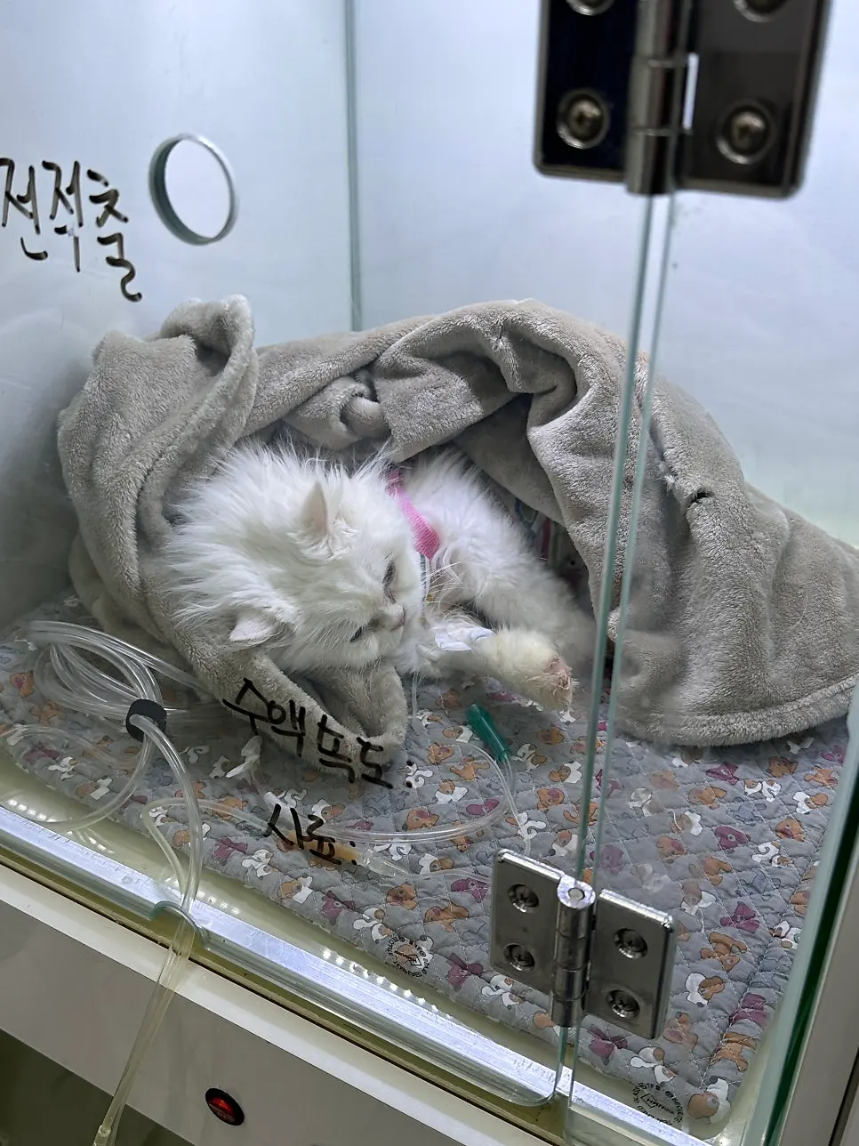 14살 고양이 유선종양 전적출 수술했어요