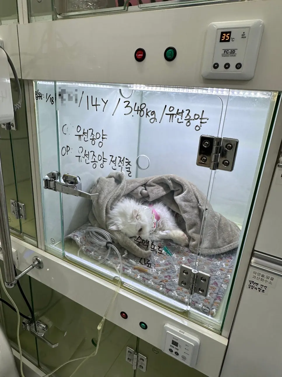14살 고양이 유선종양 전적출 수술했어요