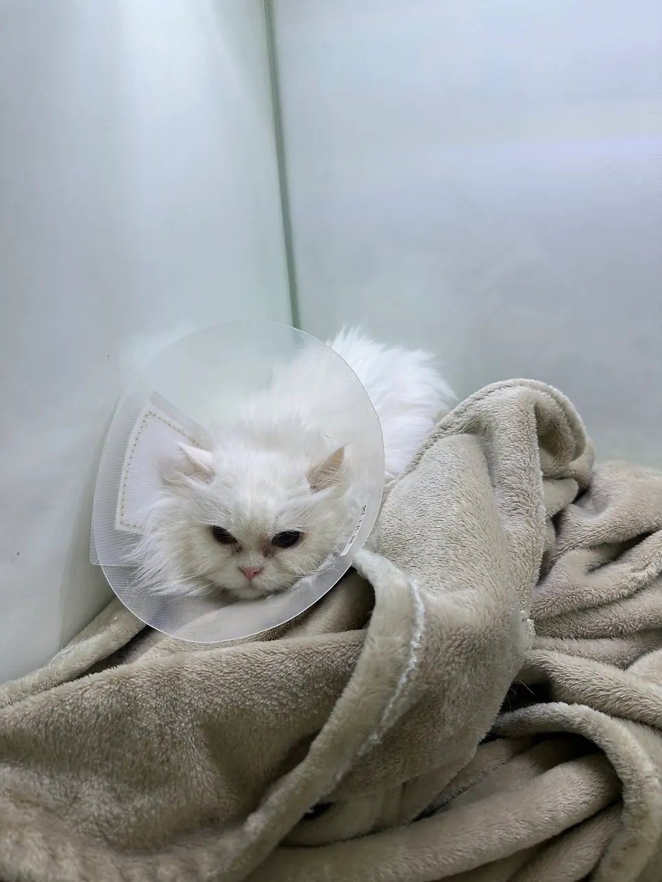 14살 고양이 유선종양 전적출 수술했어요