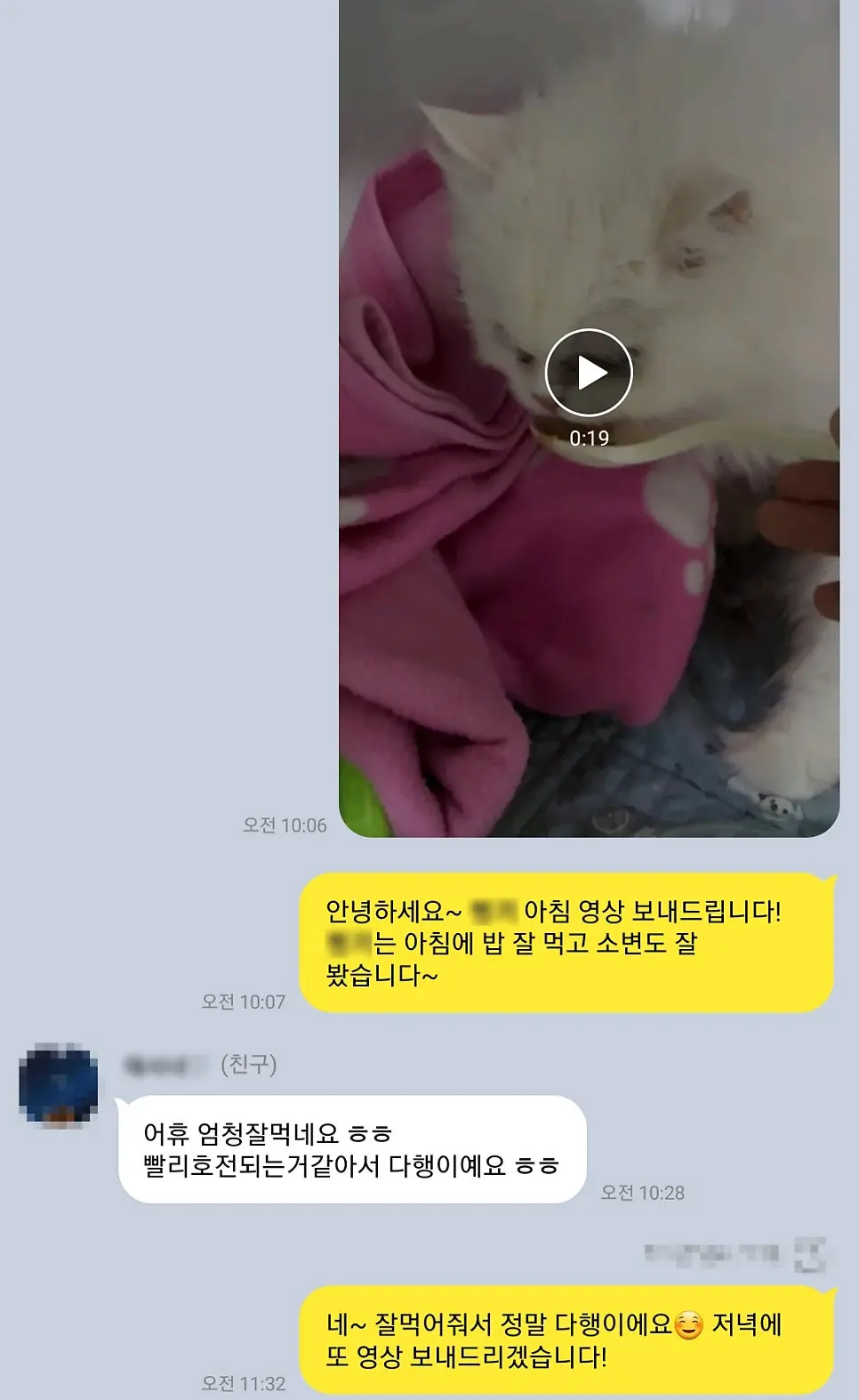 14살 고양이 유선종양 전적출 수술했어요