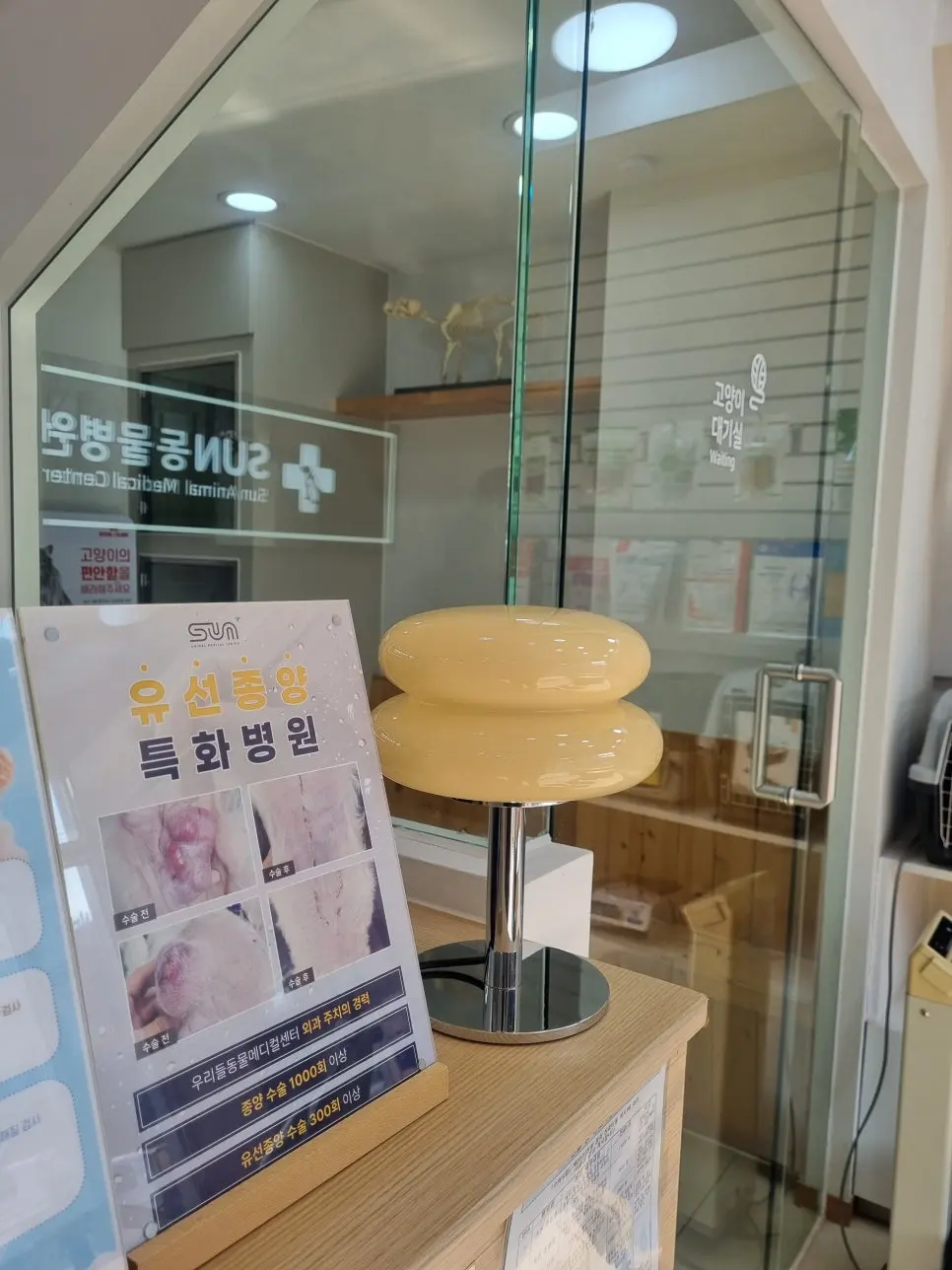 14살 고양이 유선종양 전적출 수술했어요
