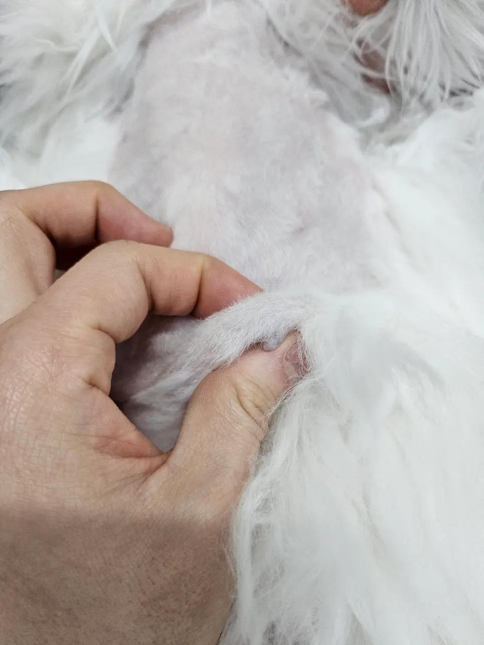 14살 고양이 유선종양 전적출 수술했어요