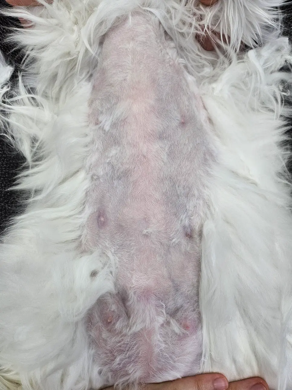 14살 고양이 유선종양 전적출 수술했어요
