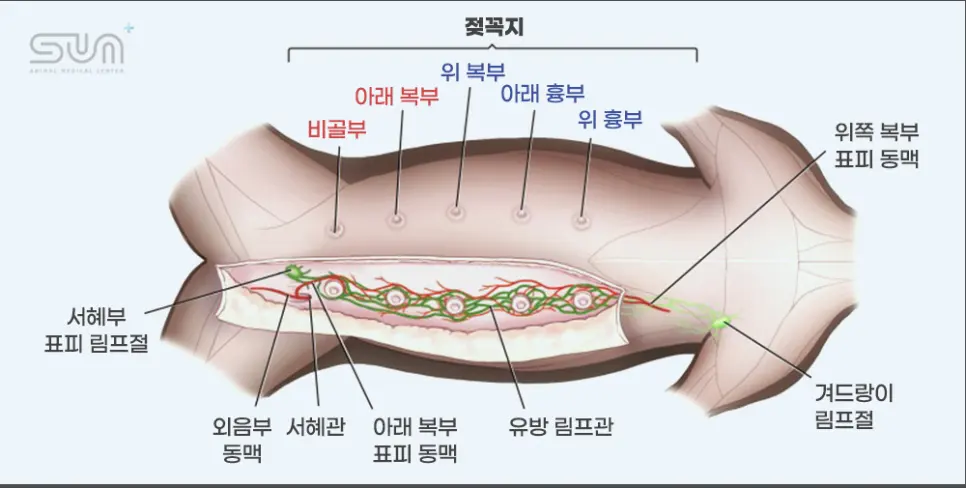 14살 고양이 유선종양 전적출 수술했어요