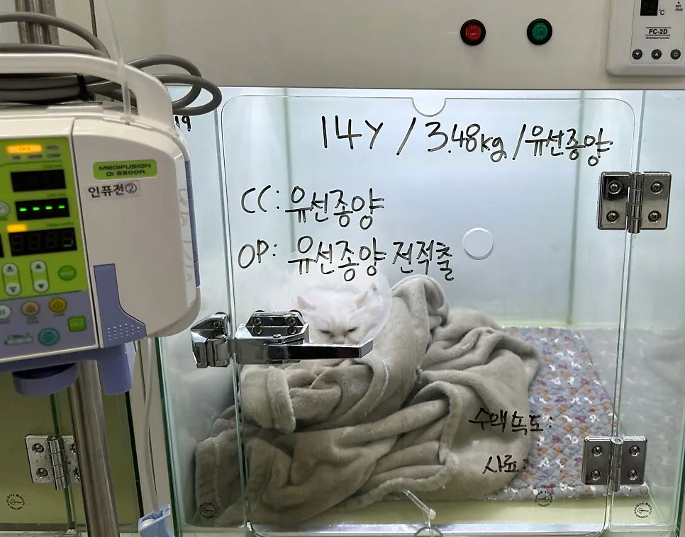 14살 고양이 유선종양 전적출 수술했어요