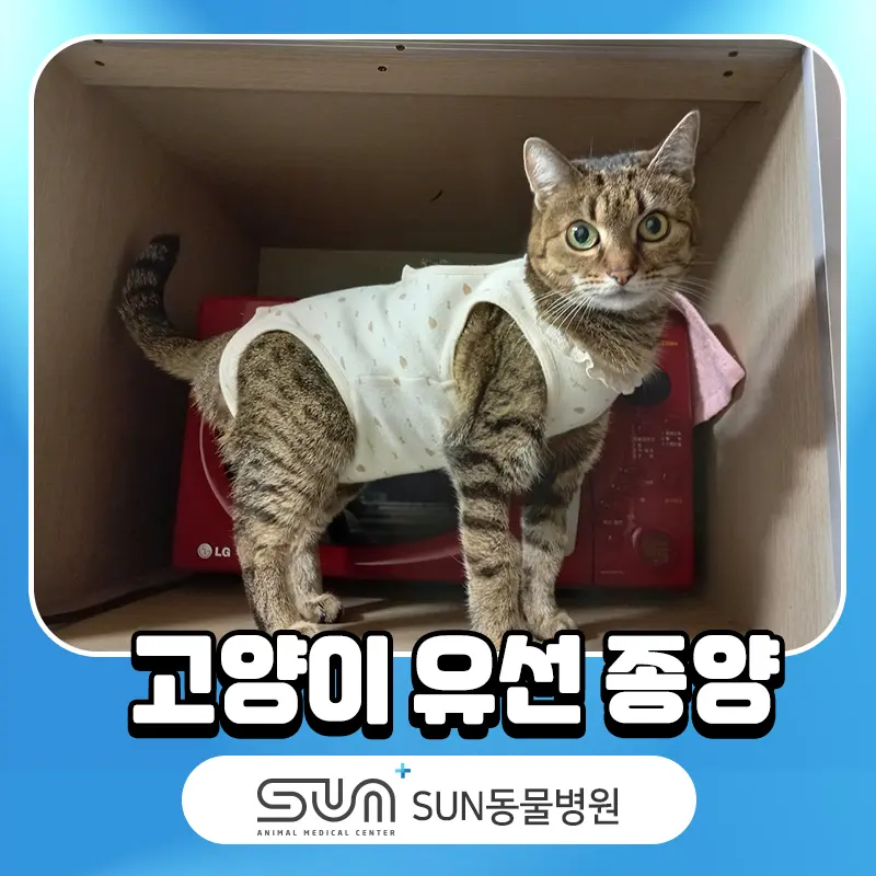 고양이유선종양 수술전문 동물병원에서 적절한 조치를
