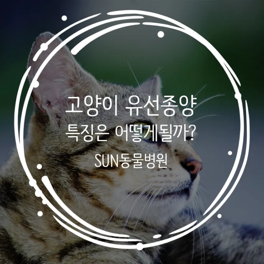 고양이 유선종양 특징, 초기에 꼭 알아야 하는 위험 신호