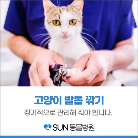 고양이 발톱 관리 정기적으로 해줘야 해요.