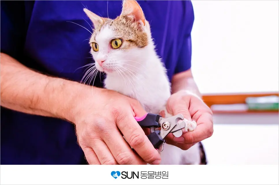 고양이 발톱 관리 정기적으로 해줘야 해요.