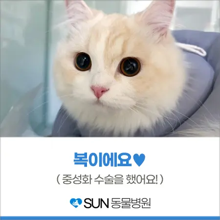 9개월 고양이 중성화 수술