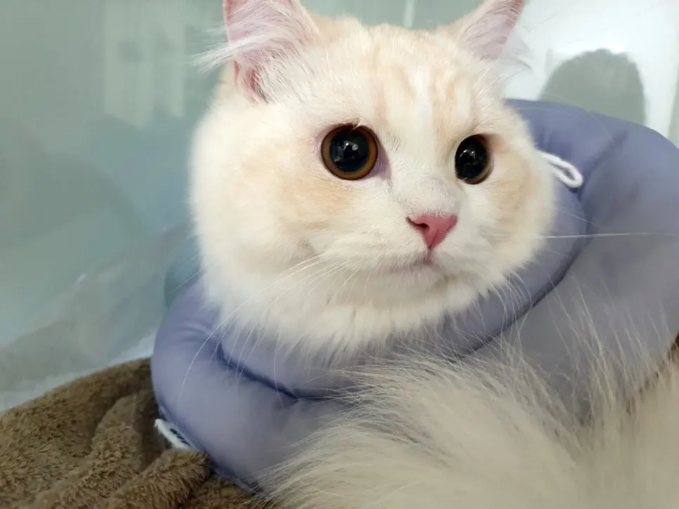 9개월 고양이 중성화 수술