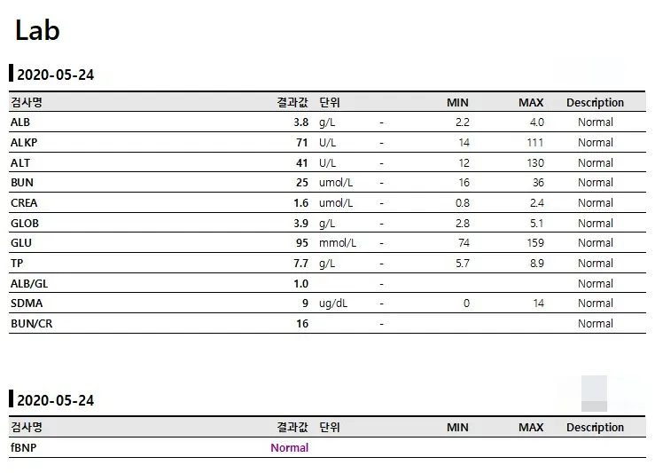9개월 고양이 중성화 수술