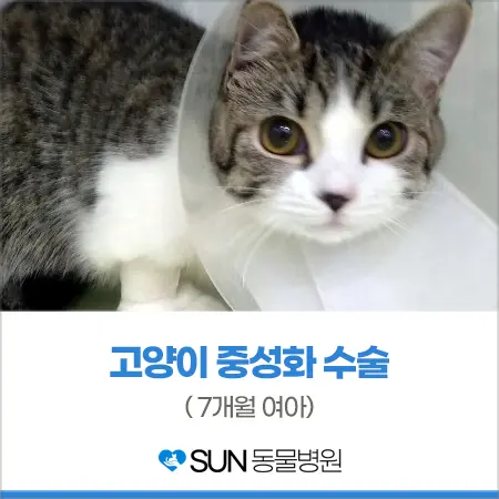 7개월 여아 고양이 중성화수술