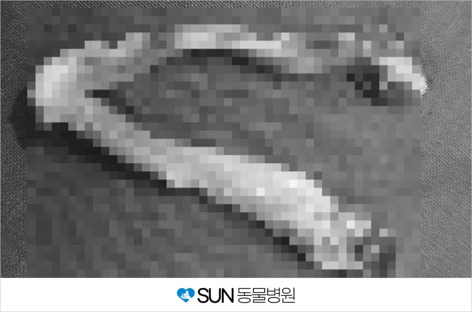 7개월 여아 고양이 중성화수술
