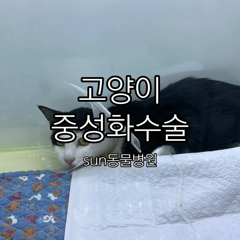 2세 행복이 고양이 중성화 수술