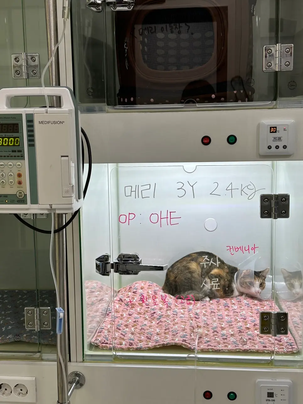 3살 메리 여자 고양이 중성화