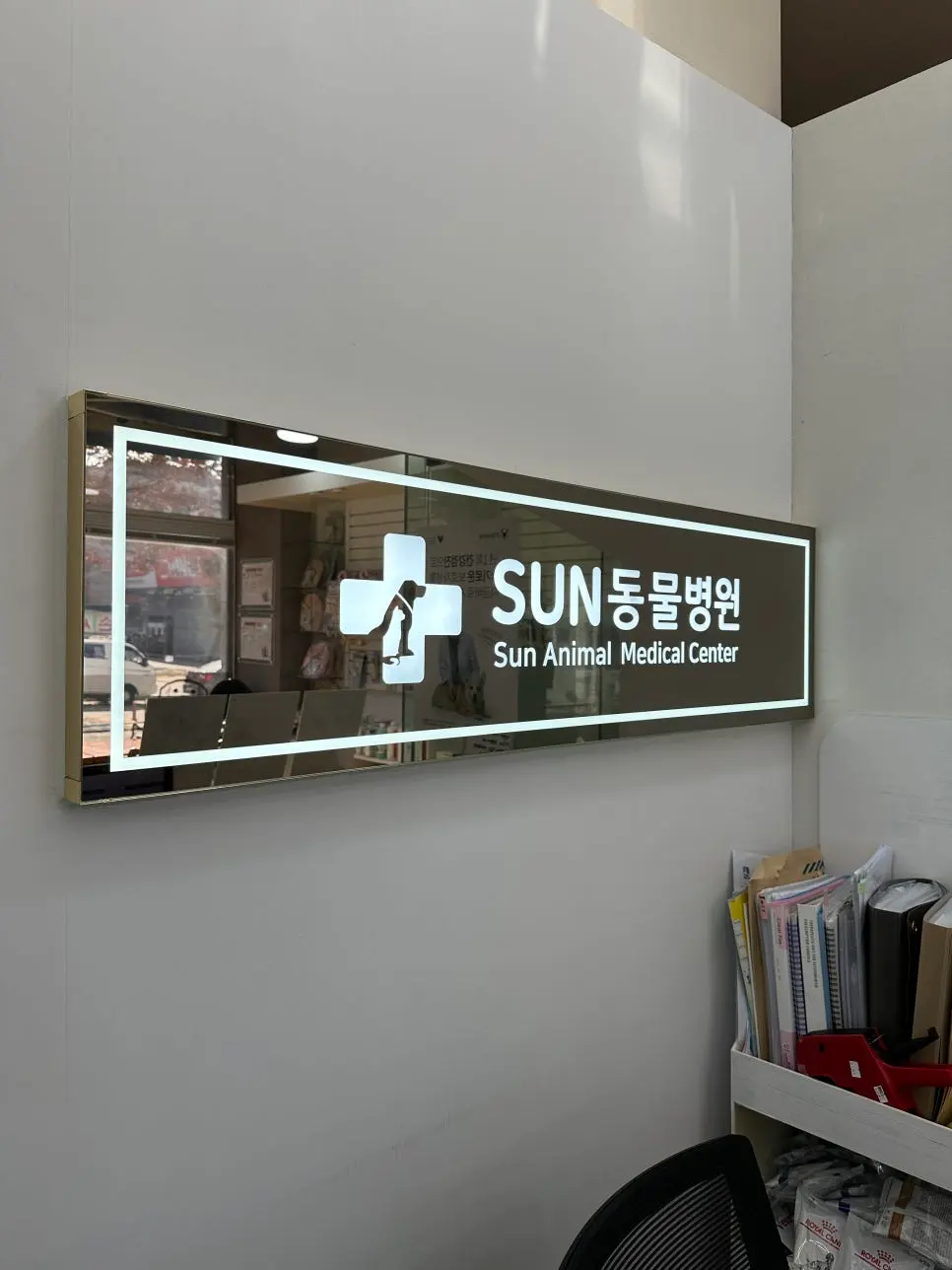 3살 메리 여자 고양이 중성화