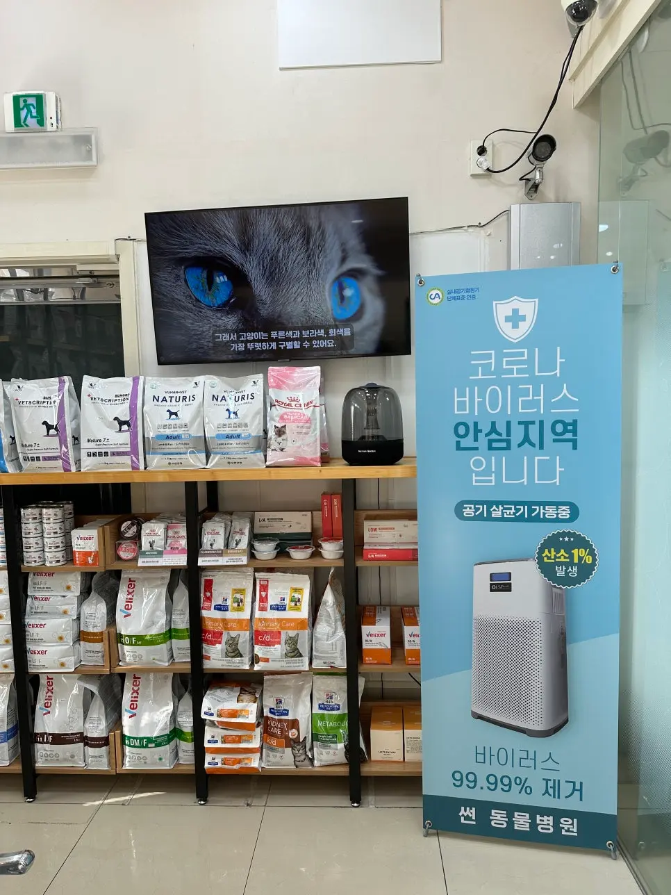 3살 메리 여자 고양이 중성화