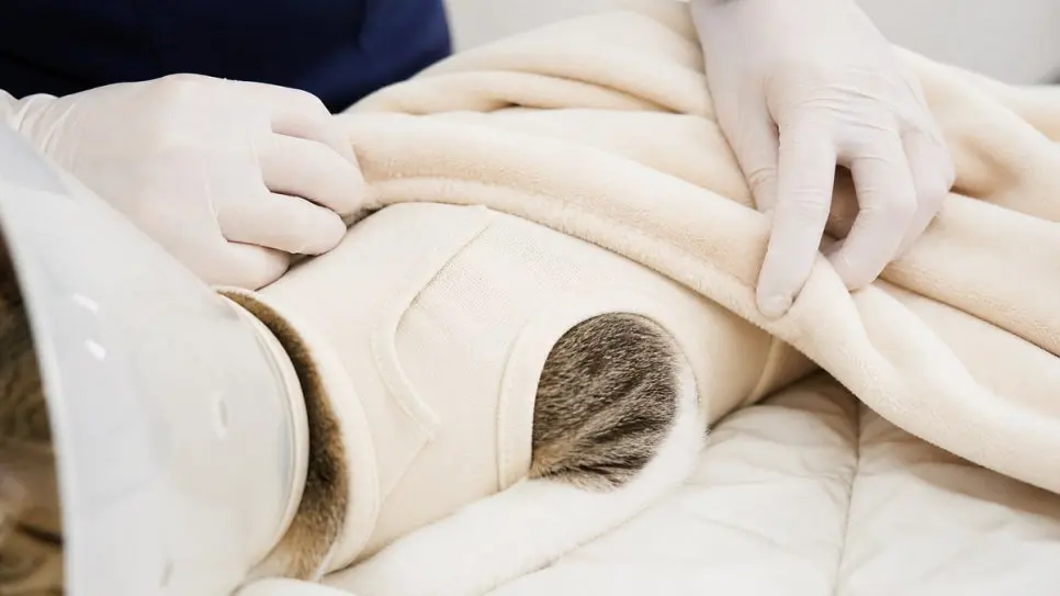고양이 중성화, 언제가 적당할까요 (썬동물병원)