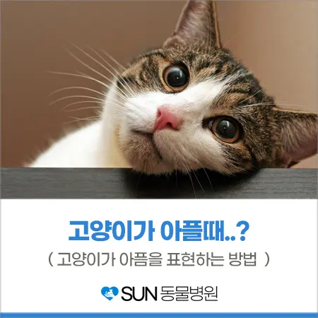 고양이가 아파요! 냥이의 아픔을 표현하는 방법