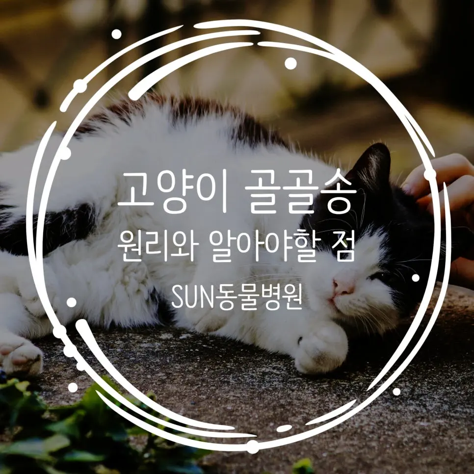 고양이 골골송 원리 알기 쉽게 설명해 드립니다