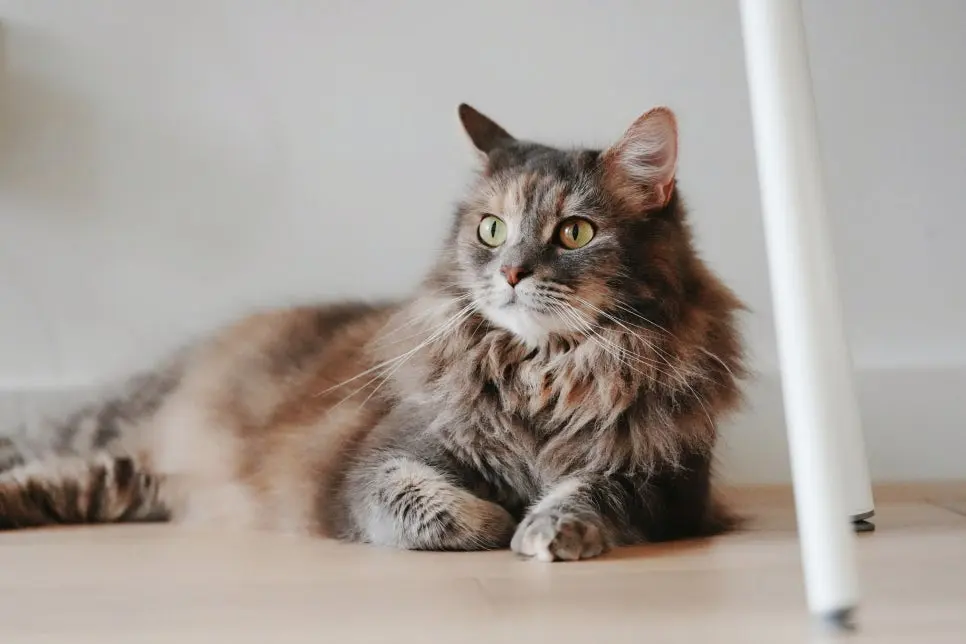고양이 골골송 원리 알기 쉽게 설명해 드립니다