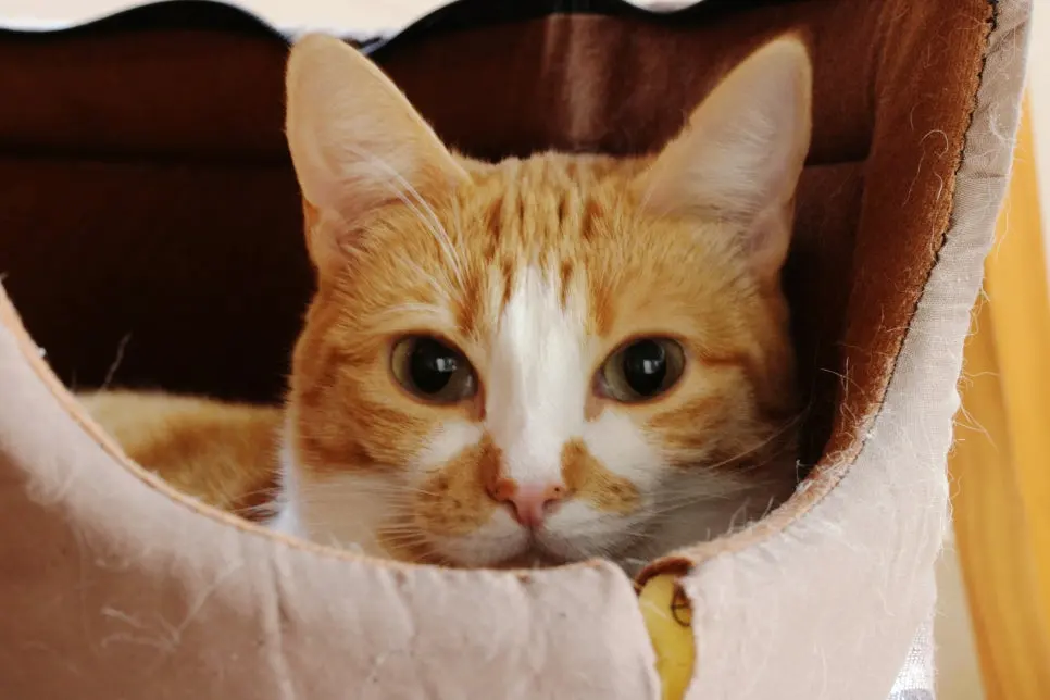 고양이 골골송 원리 알기 쉽게 설명해 드립니다