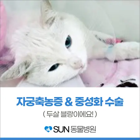 2살 여아 고양이 자궁축농증 중성화 수술