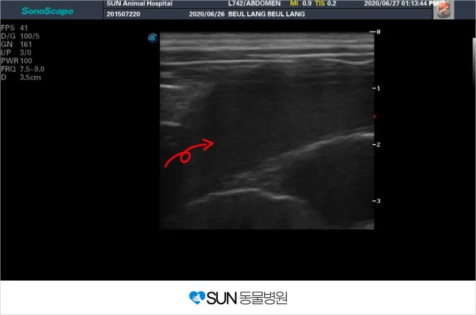 2살 여아 고양이 자궁축농증 중성화 수술