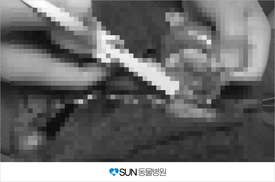 2살 여아 고양이 자궁축농증 중성화 수술