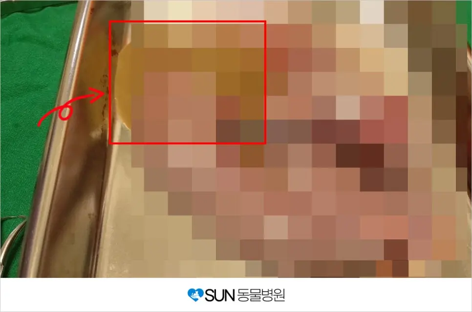 2살 여아 고양이 자궁축농증 중성화 수술