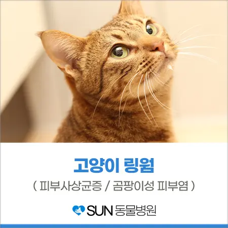 고양이 링 웜 (곰팡이성 피부염) 의심될 때!