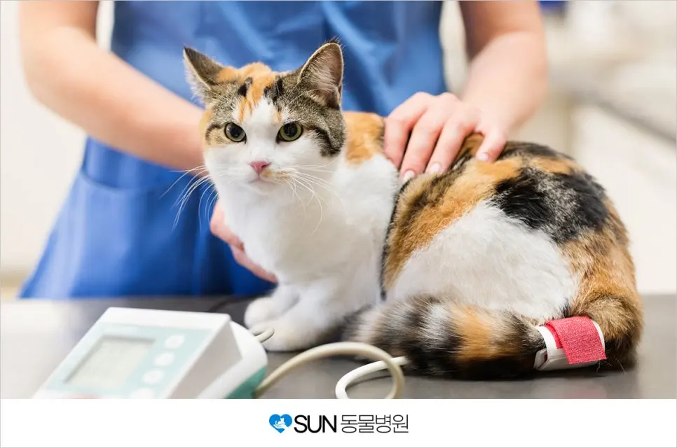 고양이 링 웜 (곰팡이성 피부염) 의심될 때!